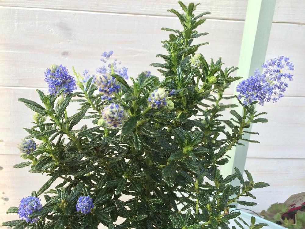 セアノサス　紫色の花