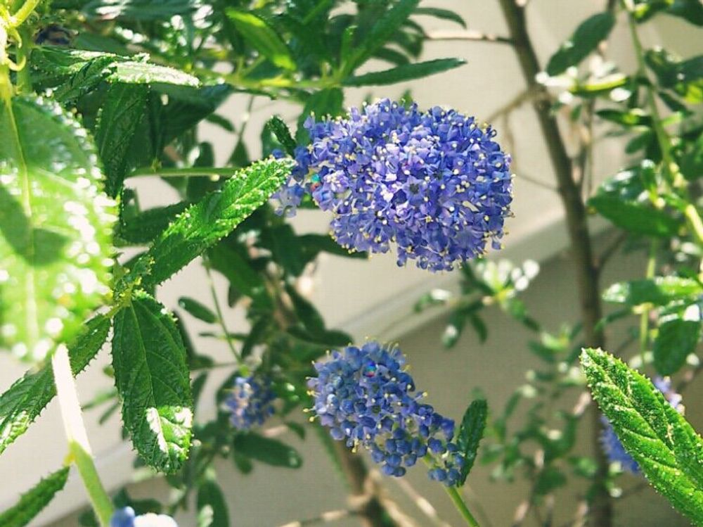 セアノサス　紫色の花