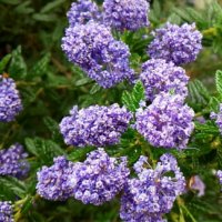 セアノサスの育て方｜苗木の植え付け時期や剪定方法は？の画像