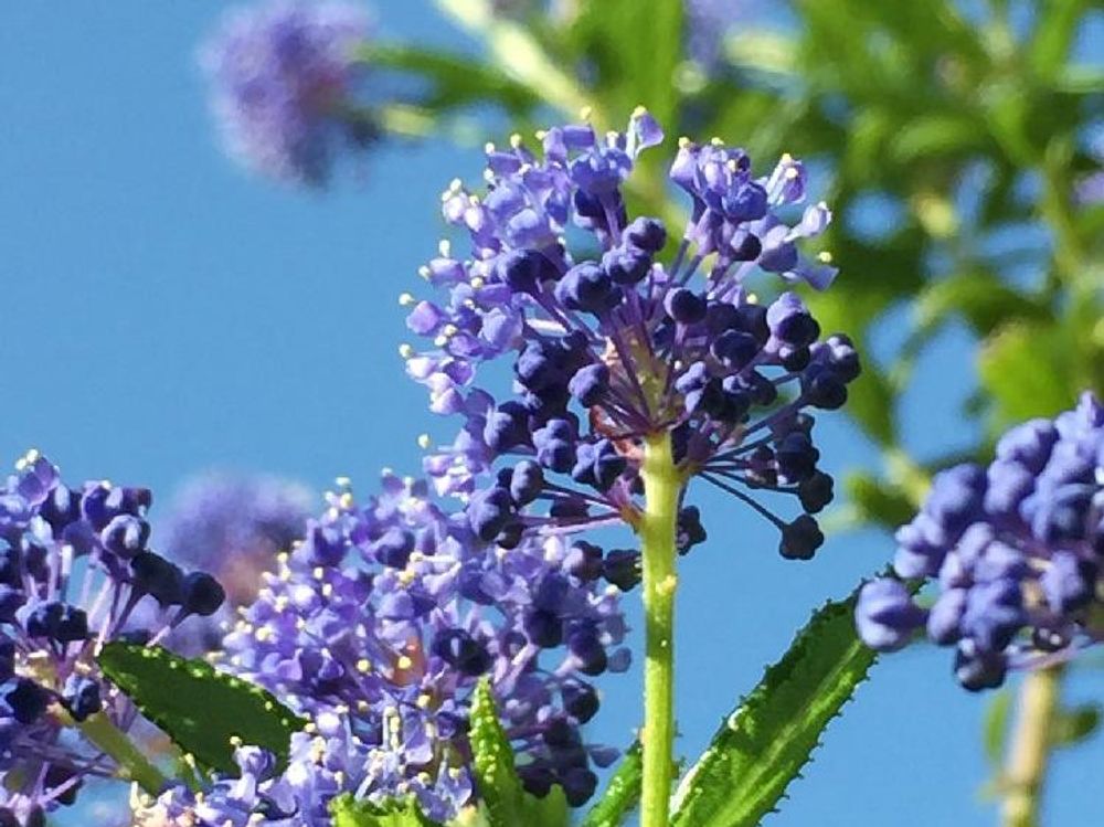 セアノサス　紫色の花　青空