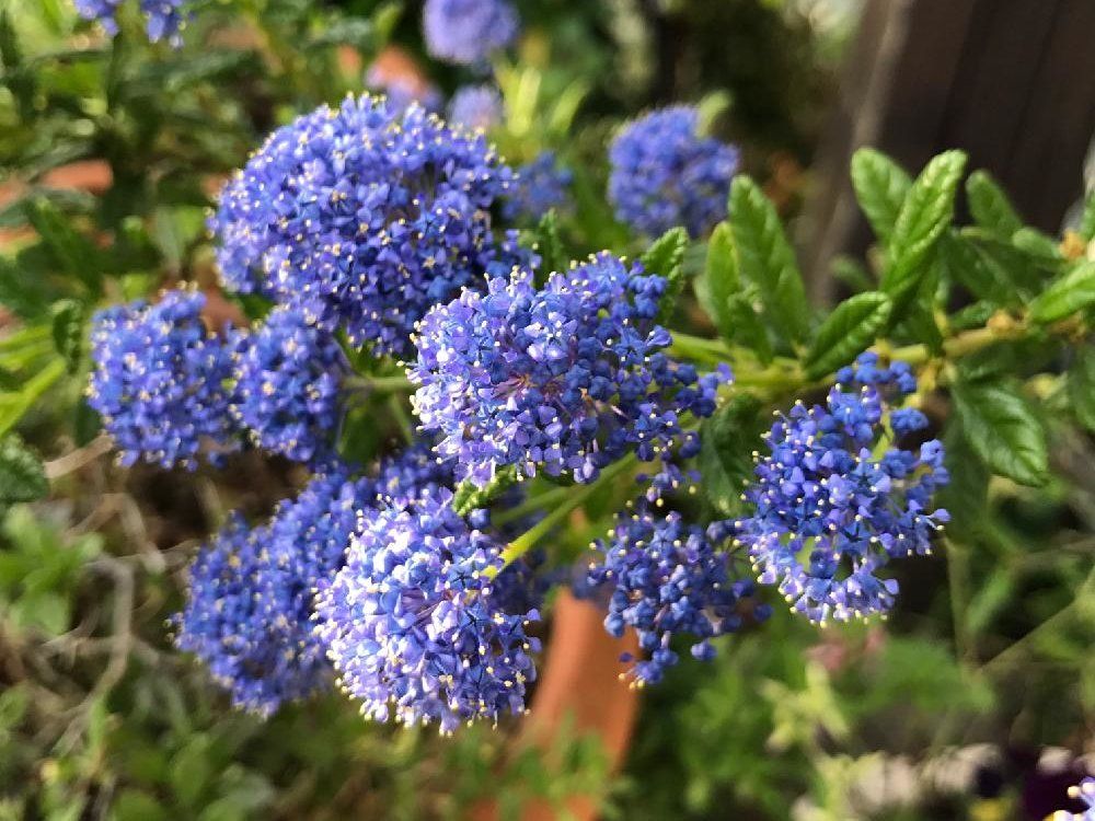 セアノサス　紫色の花