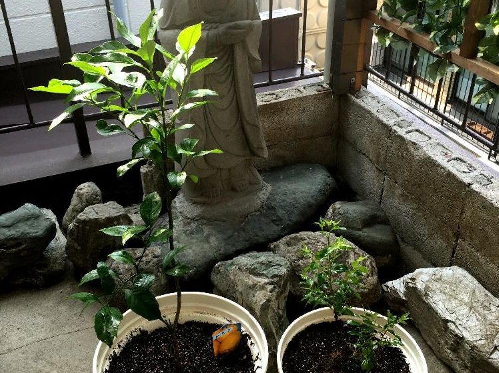 ナツメ　鉢植え　屋外