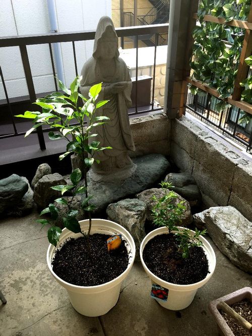 ナツメの育て方 苗の植え付け時期は 鉢植えでも栽培できる Greensnap グリーンスナップ