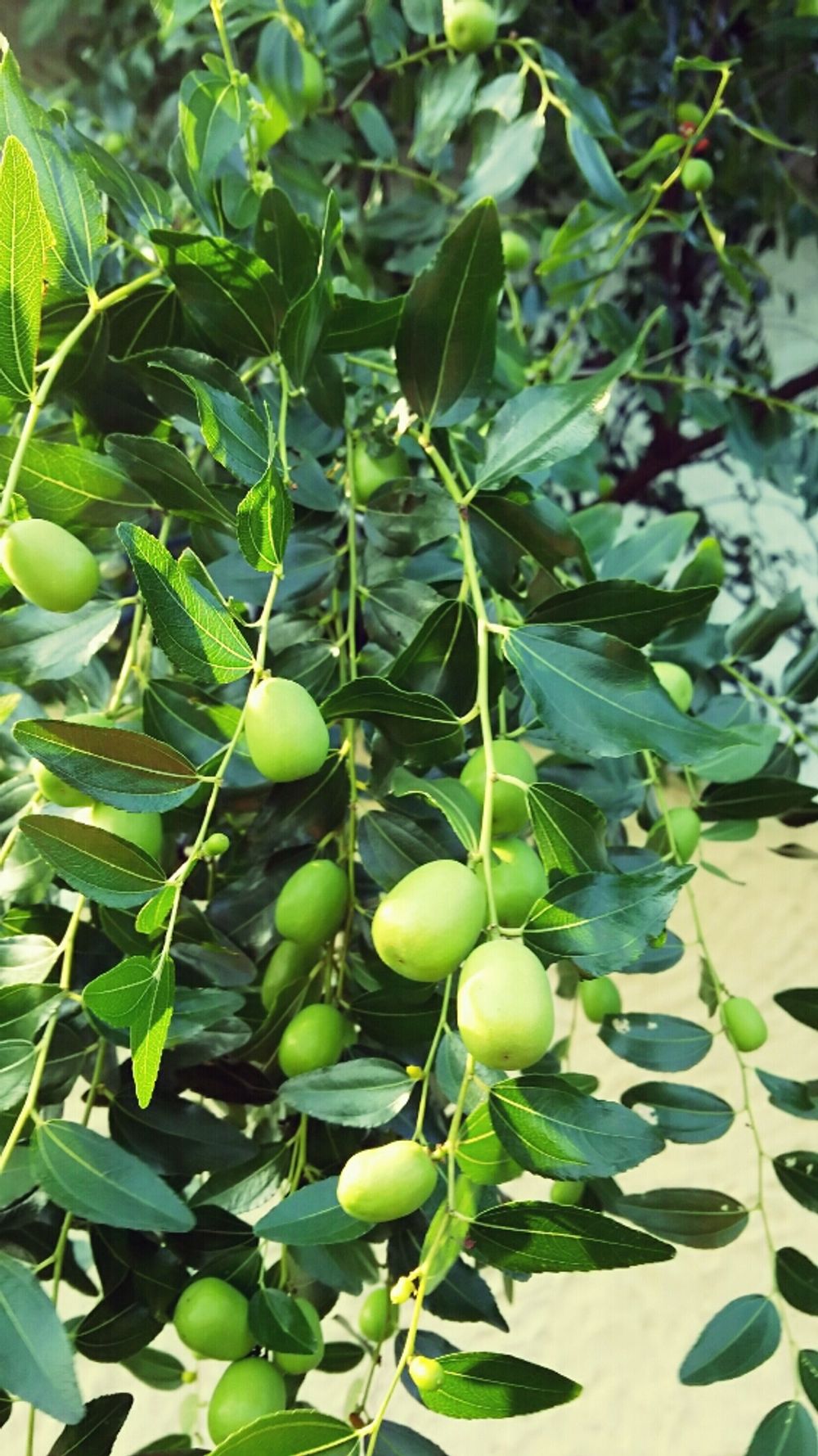 Photo by homenさん