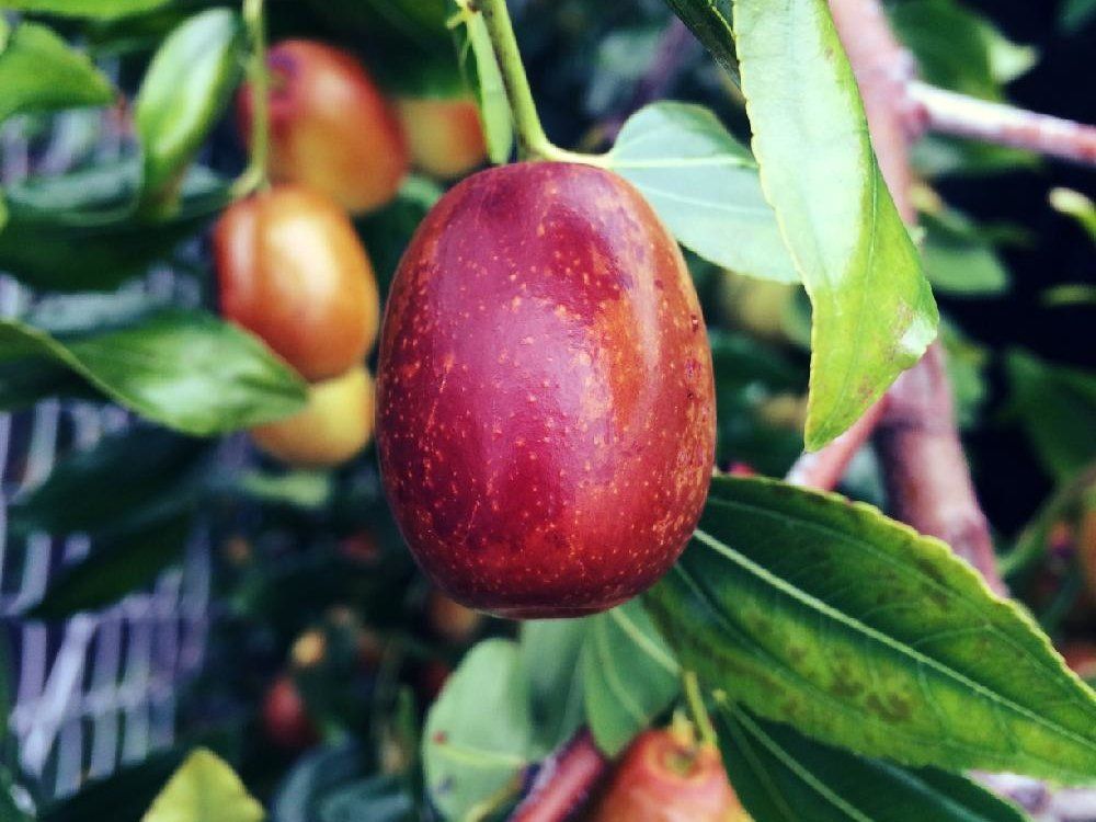 ナツメ　赤い実