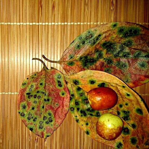 ナツメの育て方 苗の植え付け時期は 鉢植えでも栽培できる Greensnap グリーンスナップ