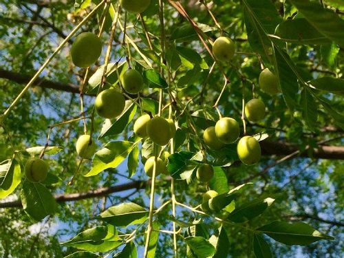 ナツメの育て方 苗の植え付け時期は 鉢植えでも栽培できる Greensnap グリーンスナップ