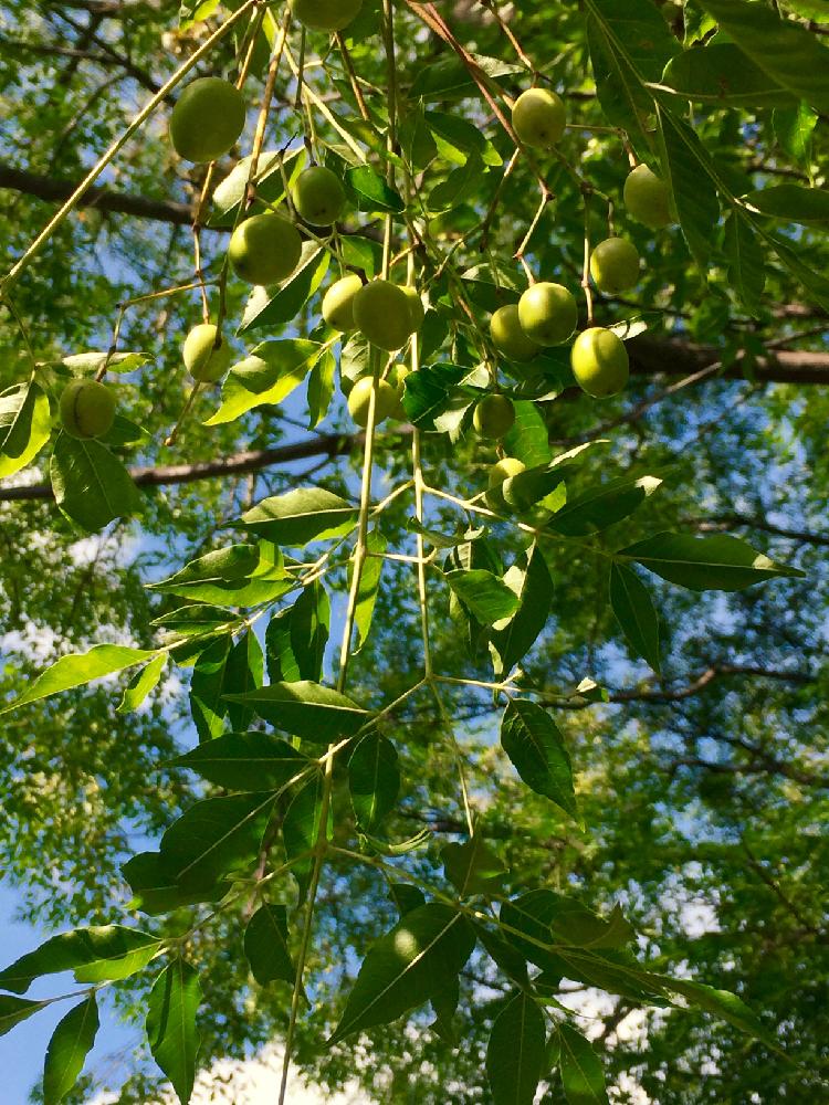 ナツメの育て方 苗の植え付け時期は 鉢植えでも栽培できる Greensnap グリーンスナップ