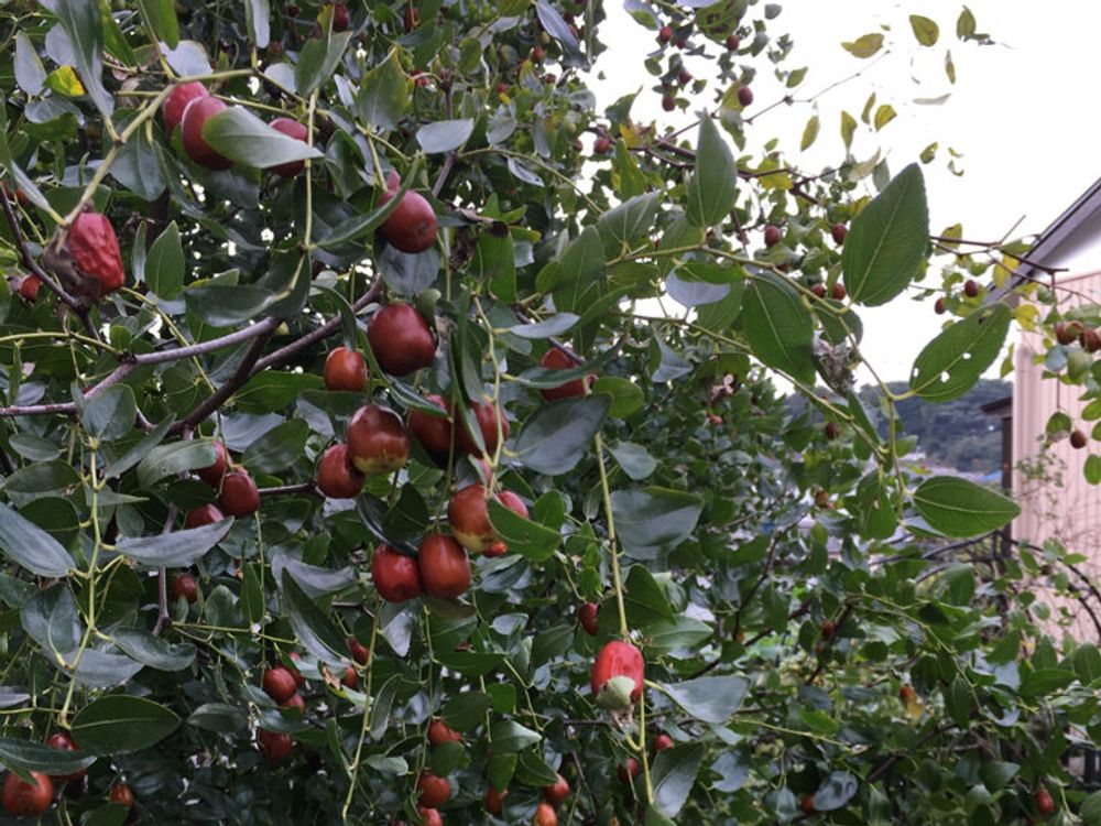 ナツメ　赤い実