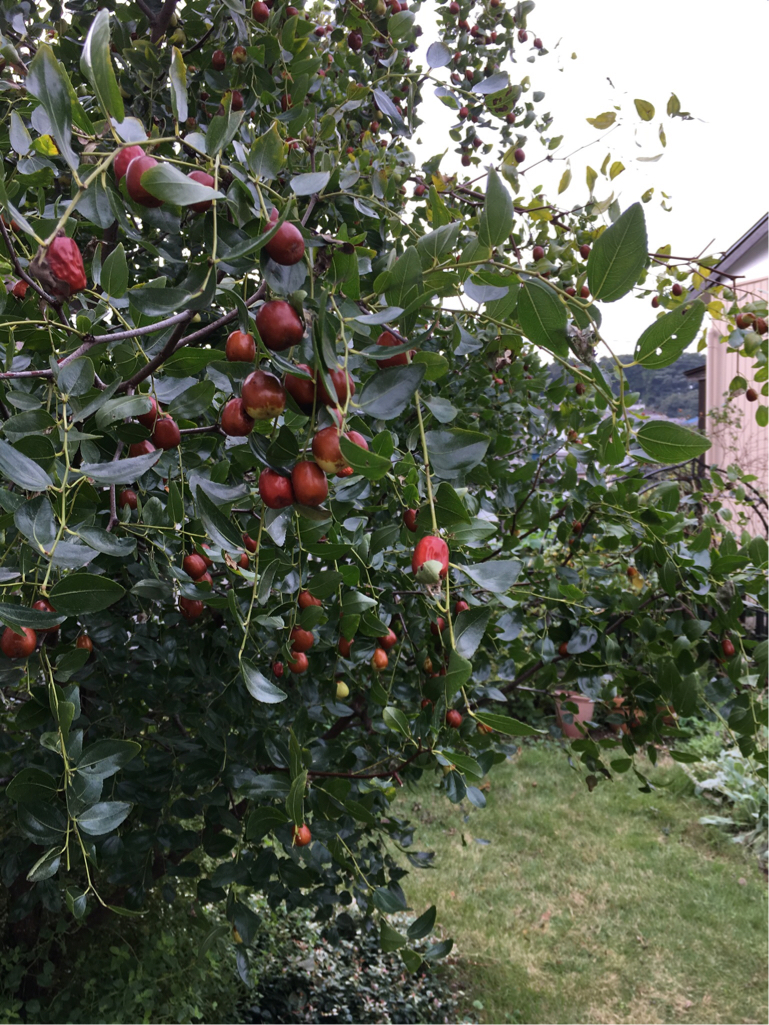 ナツメの育て方 苗の植え付け時期は 鉢植えでも栽培できる Greensnap グリーンスナップ