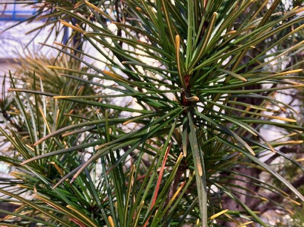 コウヤマキ(高野槙)　葉