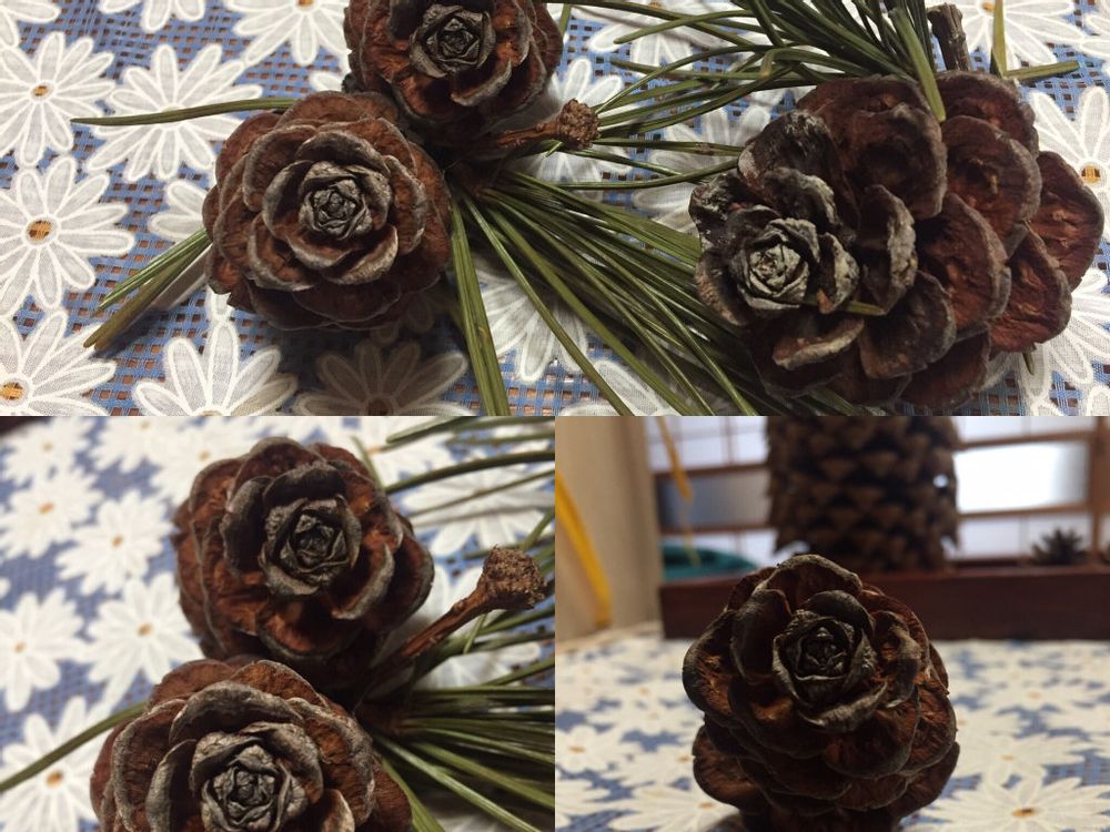 コウヤマキ(高野槙)　茶色の花