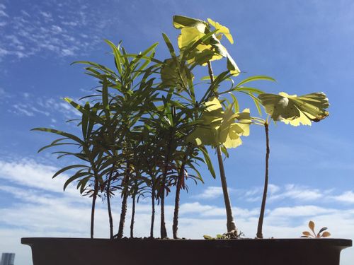 コウヤマキ 高野槙 の育て方 植え付け時期は 剪定や挿し木の方法は Greensnap グリーンスナップ コウヤマキ 高野槙 の育て方 植え付け時期は 剪定や挿し木の方法は Greensnap グリーンスナップ