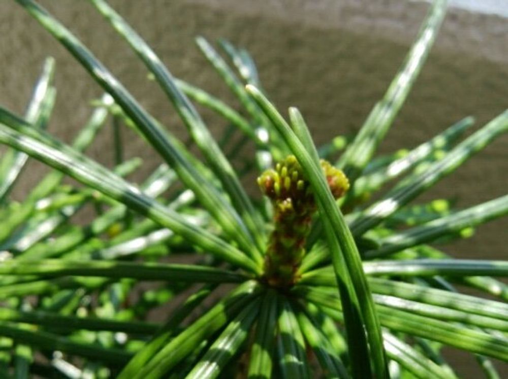 コウヤマキ(高野槙)　葉　日向