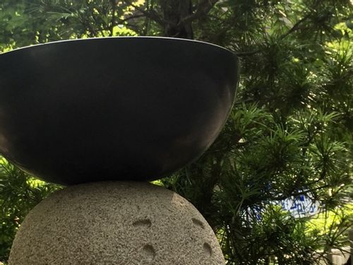 コウヤマキ 高野槙 の育て方 植え付け時期は 剪定や挿し木の方法は Greensnap グリーンスナップ