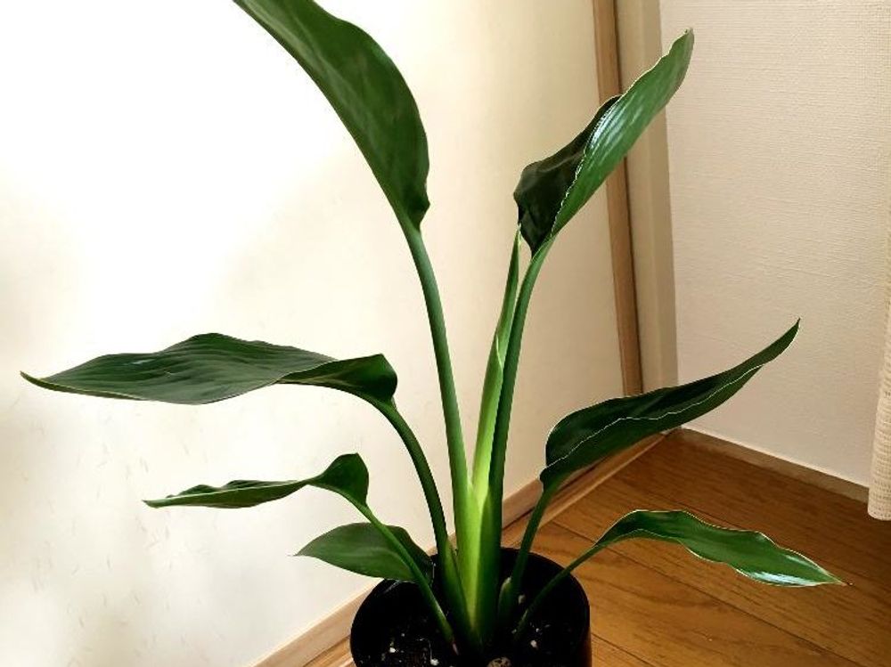 ストレリチア　鉢植え