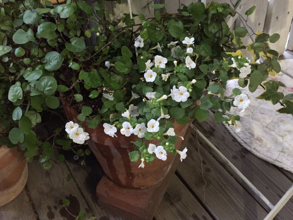 バコパ(ステラ)　鉢植え　白い花