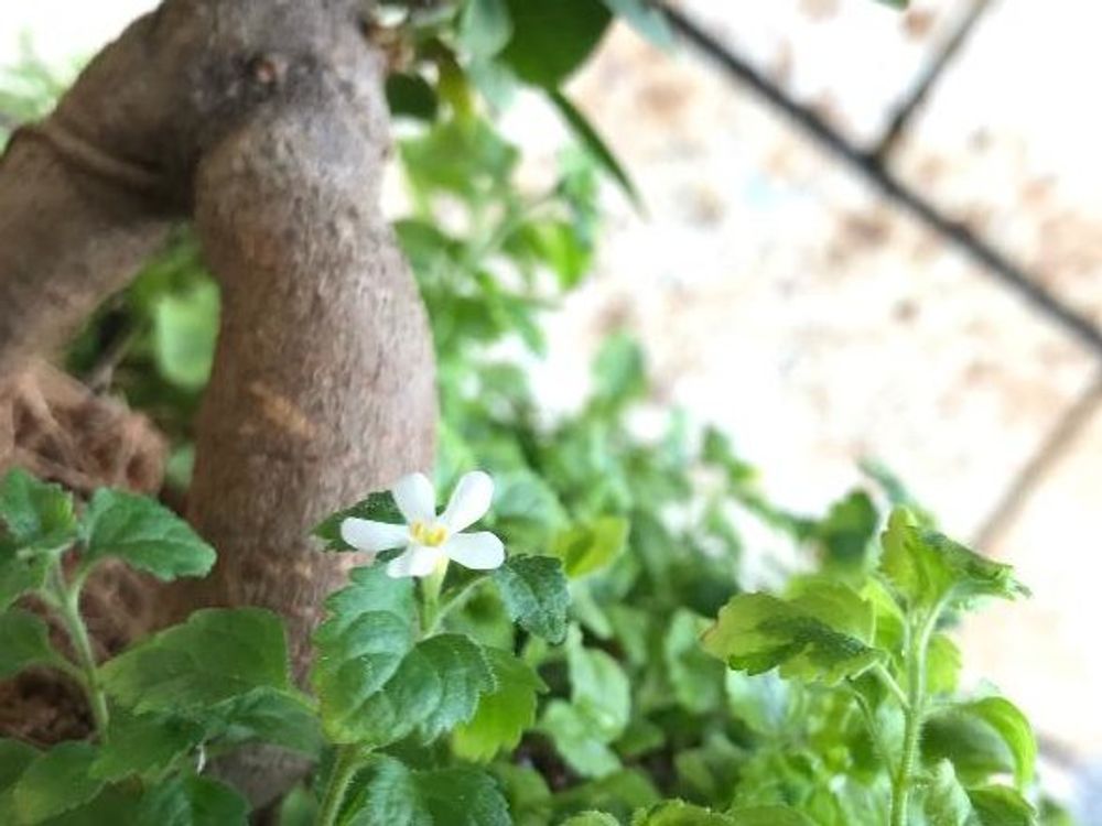 バコパ(ステラ)　白い花　地植え