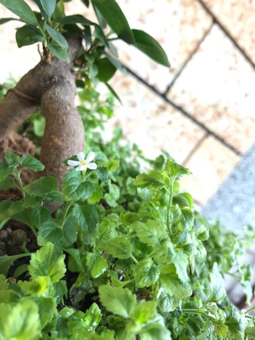 バコパ ステラ の育て方 種まき時期や増やし方は 寄せ植え方法は Greensnap グリーンスナップ バコパ ステラ の育て方 種まき時期や増やし方は 寄せ植え方法は Greensnap グリーンスナップ