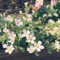 バコパ(ステラ)の育て方｜種まき時期や増やし方は？寄せ植え方法は？の画像