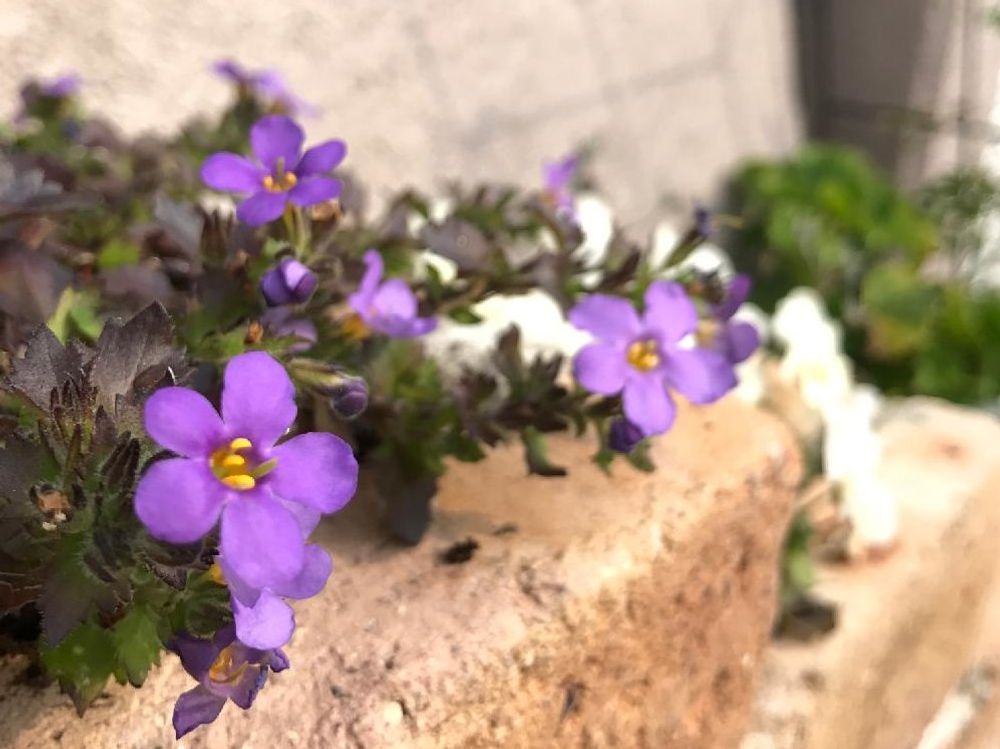 バコパ(ステラ)　花壇　紫色の花　白い花