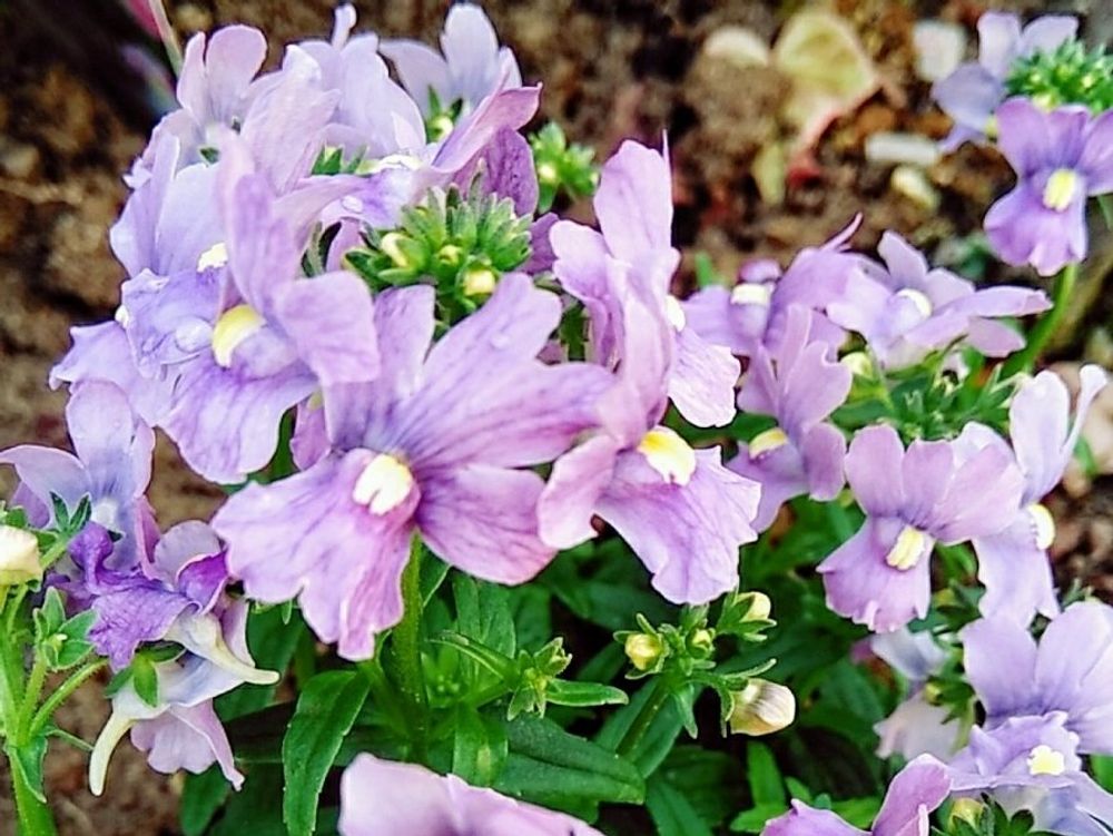 ネメシア　紫色の花