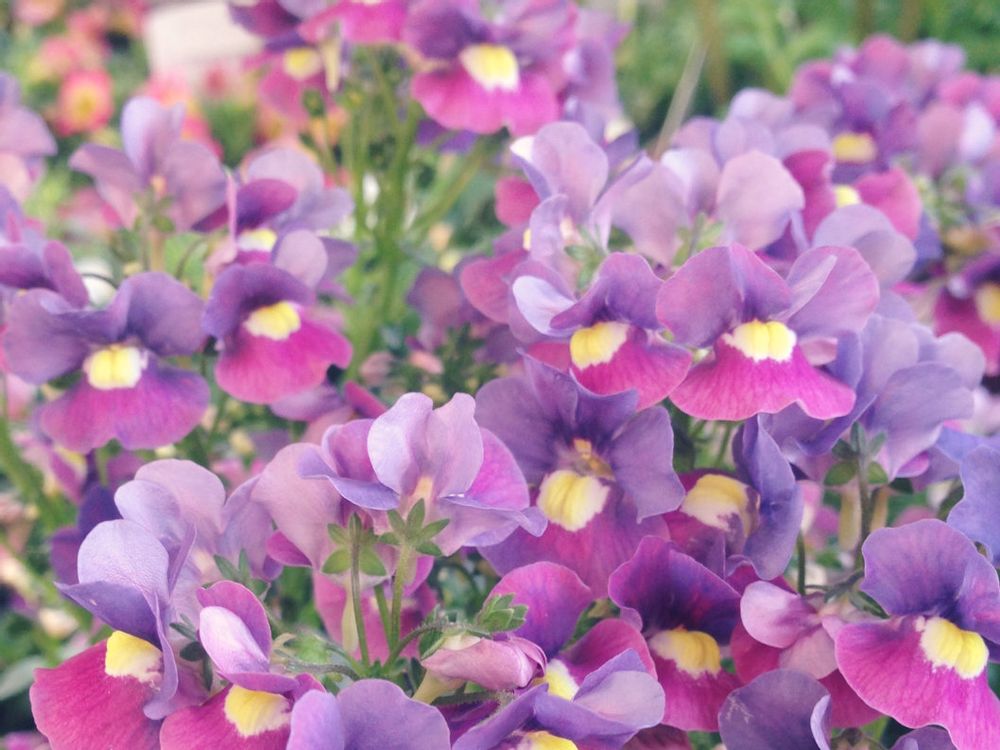 ネメシア　紫色の花