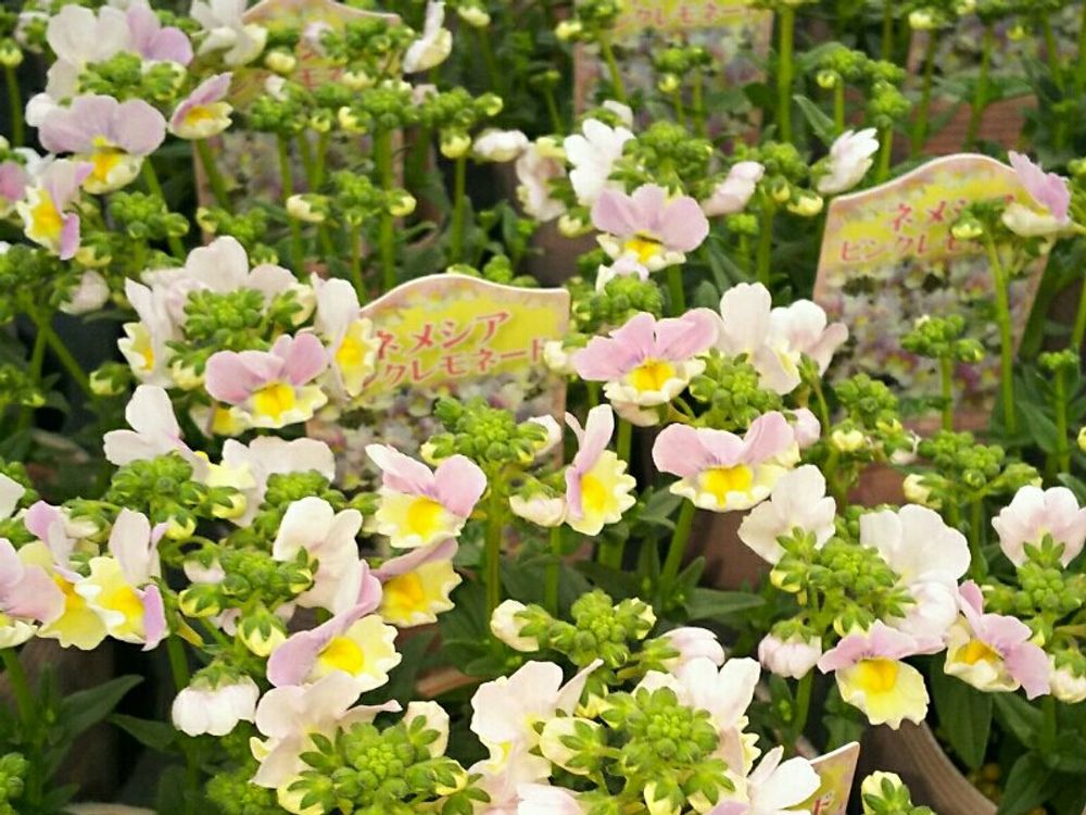 ネメシア　白い花