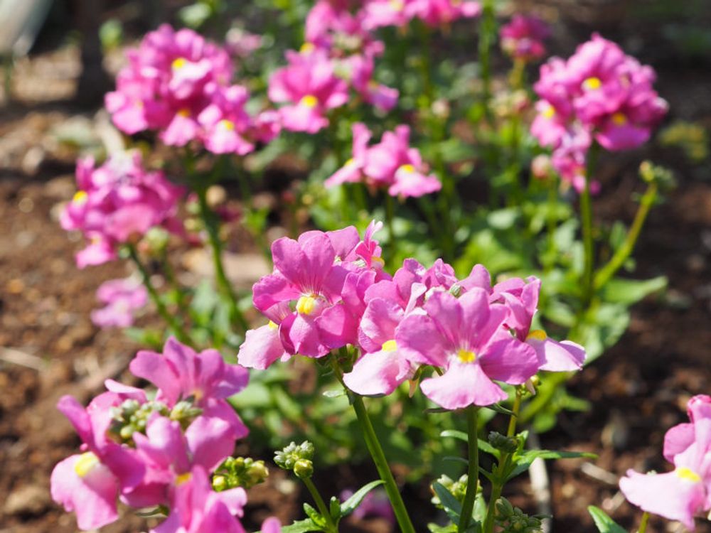 ネメシア　ピンク色の花