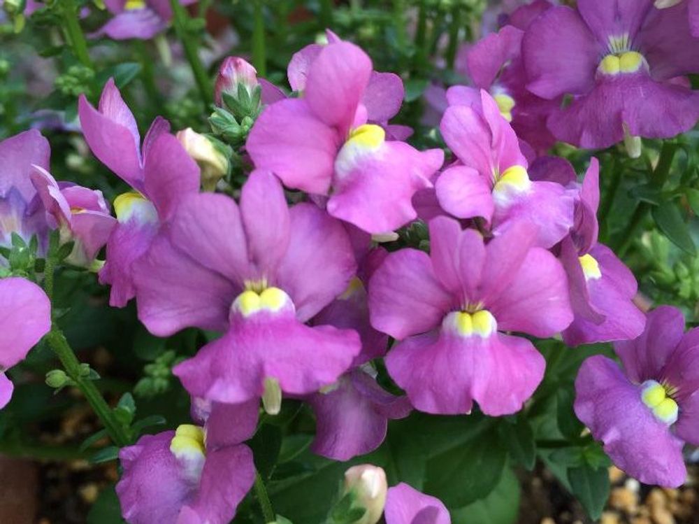 ネメシア　紫色の花