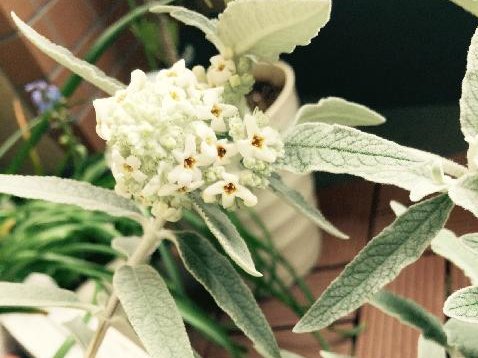 ブッドレア(フサフジウツギ)　白い花