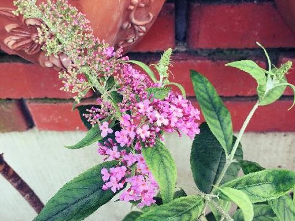 ブッドレア(フサフジウツギ)　紫色の花