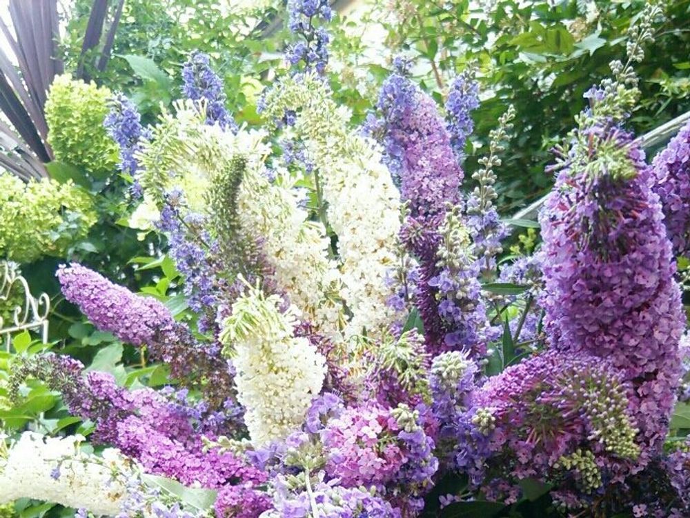 ブッドレア(フサフジウツギ)　紫色の花