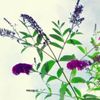 ブッドレア(フサフジウツギ)の育て方｜苗の植え付け時期は？剪定や挿し木の方法は？の画像