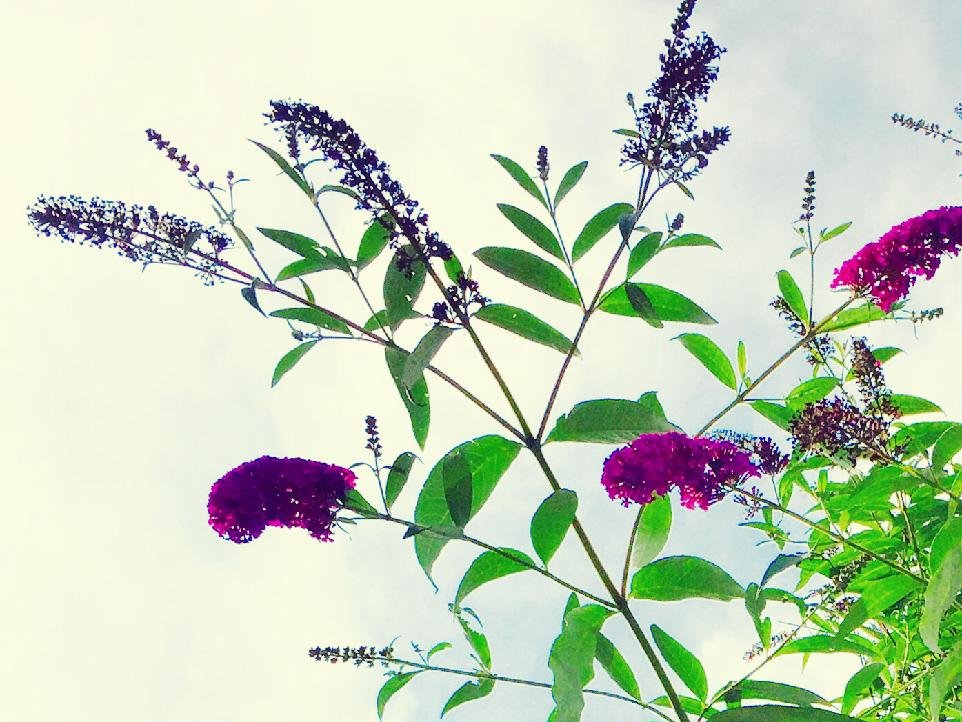 ブッドレア(フサフジウツギ)　紫色の花