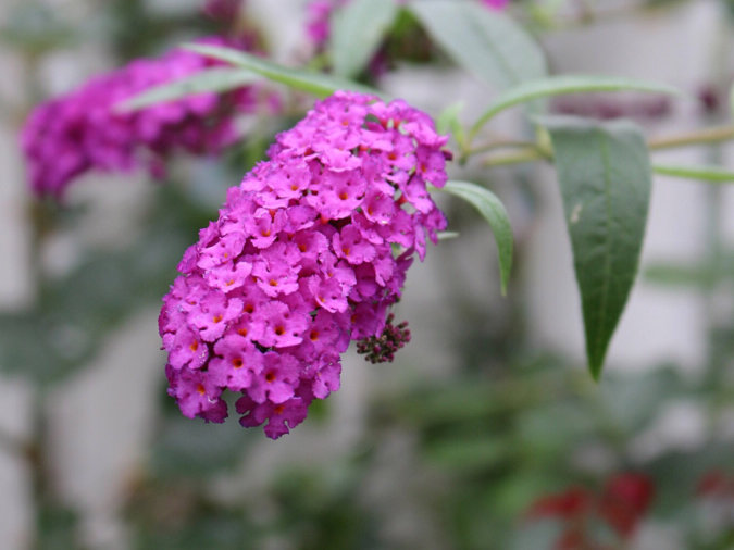 ブッドレア(フサフジウツギ)　ピンク色の花