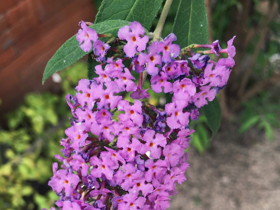ブッドレア(フサフジウツギ)　紫色の花