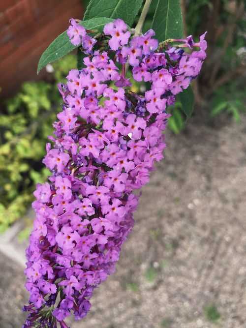 ブッドレア フサフジウツギ の育て方 苗の植え付け時期は 剪定や挿し木の方法は Greensnap グリーンスナップ