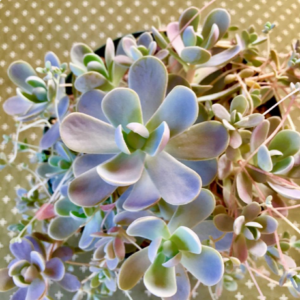 自然の色合いこそ美しい。グラデーションの多肉カラーにグッとくる