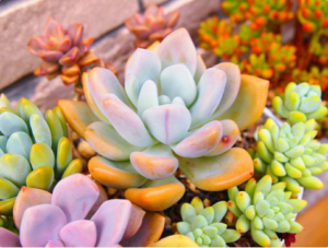 自然の色合いこそ美しい。グラデーションの多肉カラーにグッとくる