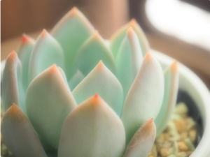 自然の色合いこそ美しい。グラデーションの多肉カラーにグッとくる