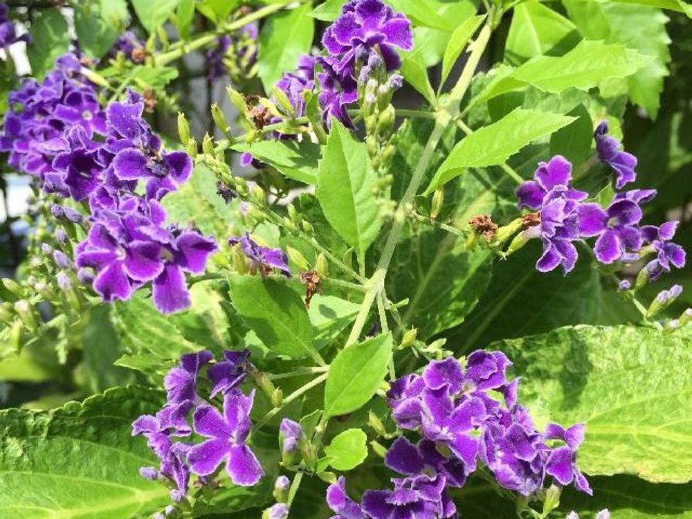 デュランタ　紫色の花