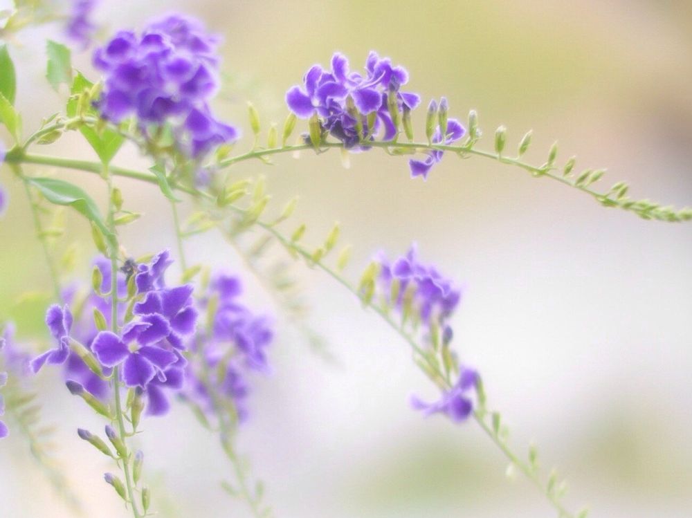 デュランタ　紫色の花