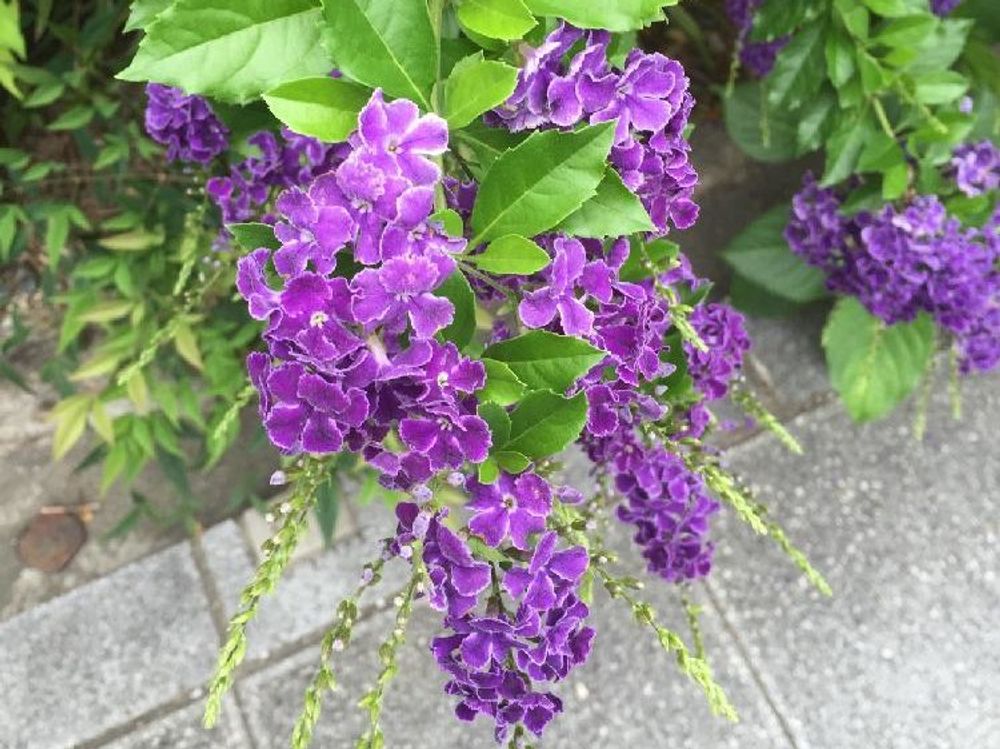 デュランタ　紫色の花
