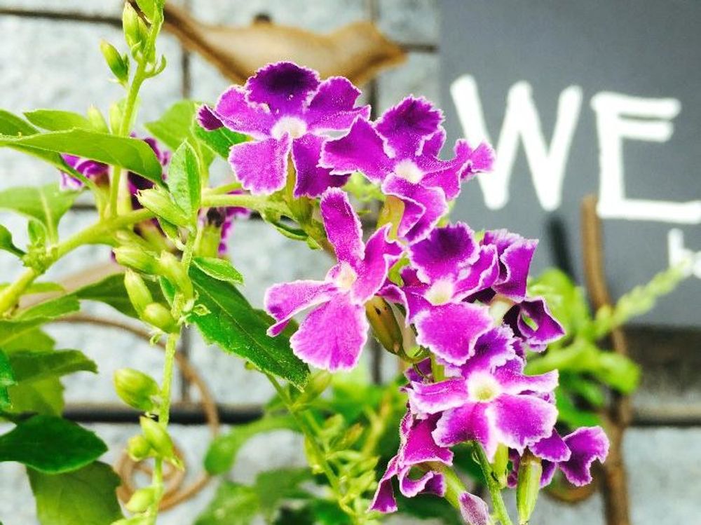 デュランタ　紫色の花