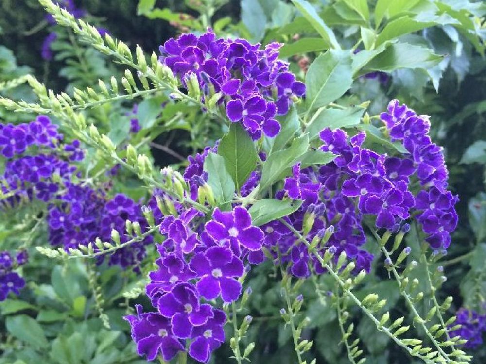 デュランタ　紫色の花