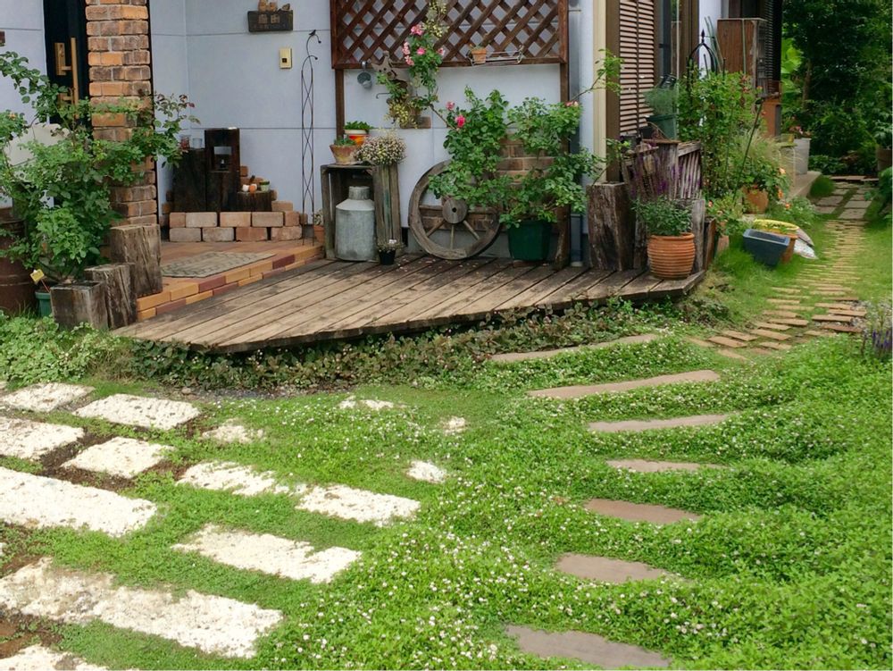 ヒメイワダレソウ　庭