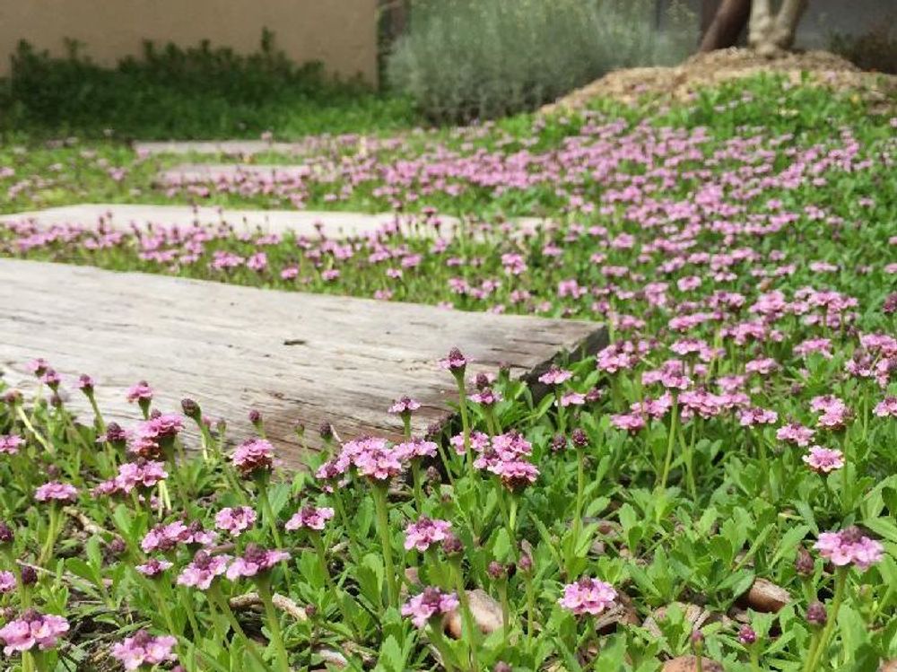 ヒメイワダレソウ　ピンク色の花