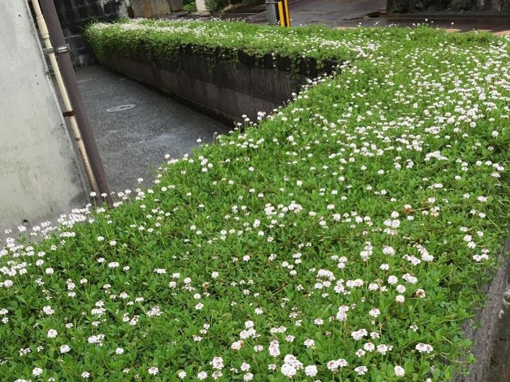 ヒメイワダレソウ　白い花