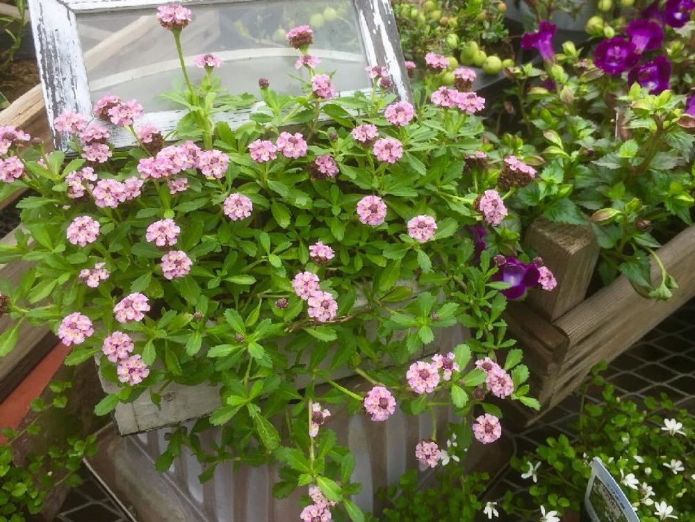 ヒメイワダレソウ　ピンク色の花